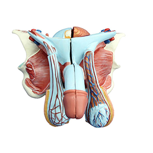 Male Genital Organ Model